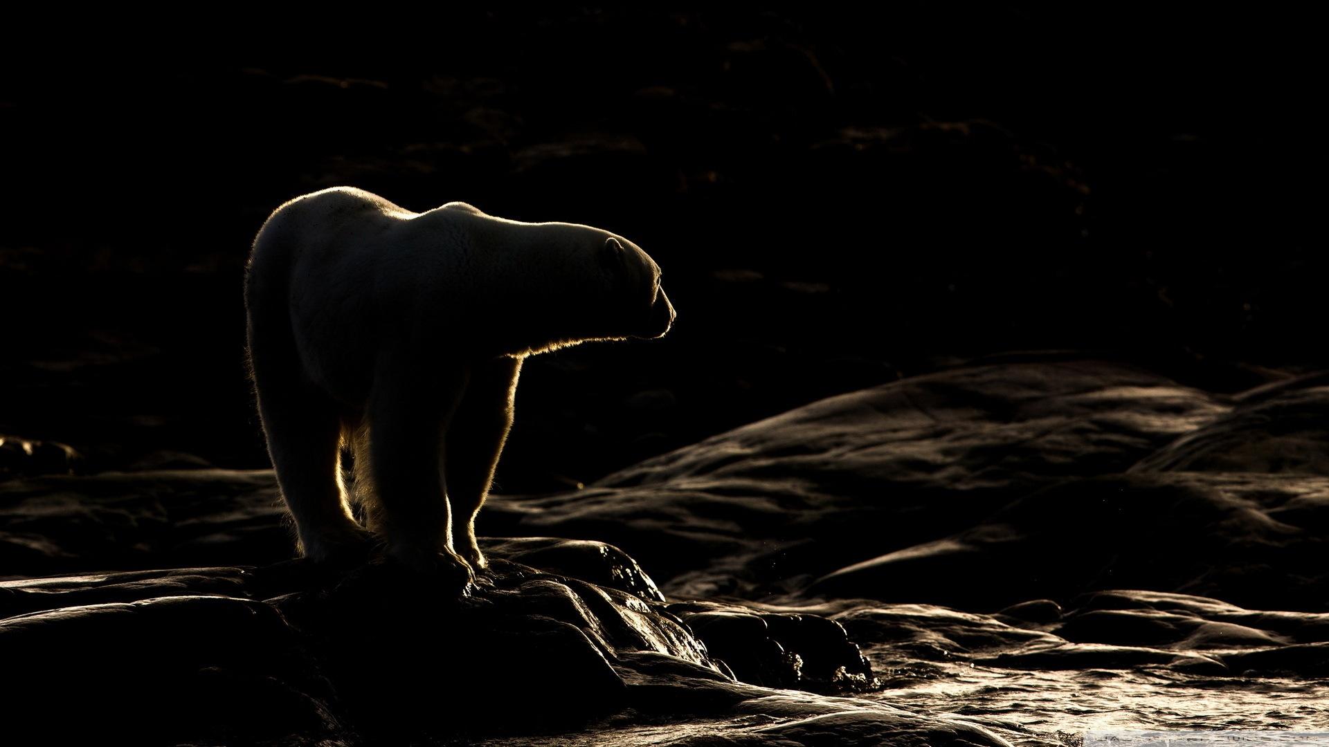 1920x1080 Majestic Polar Bear in Stunning HD Wildlife Wallpaperx1080