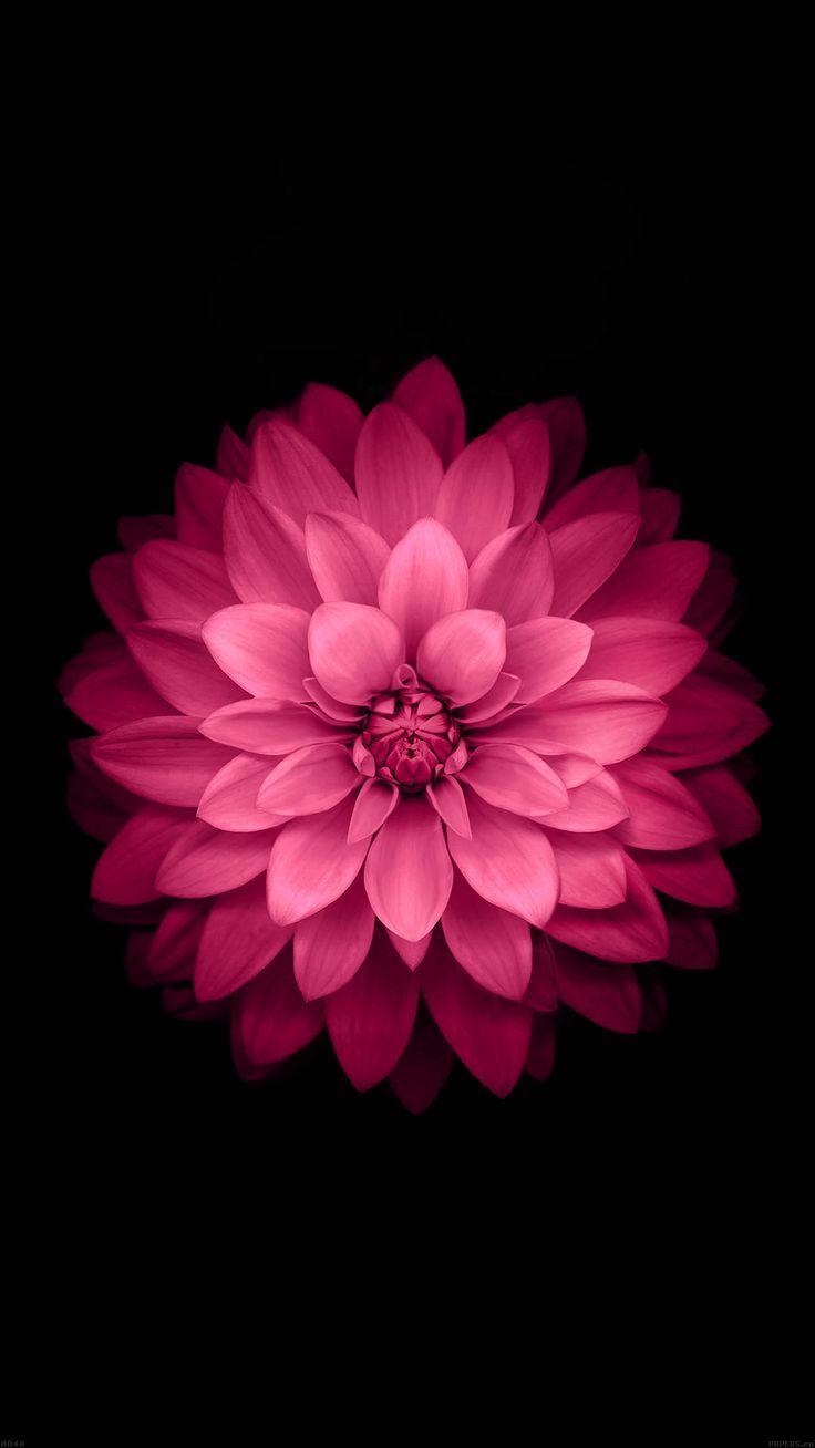 black and pink flower wallpaper