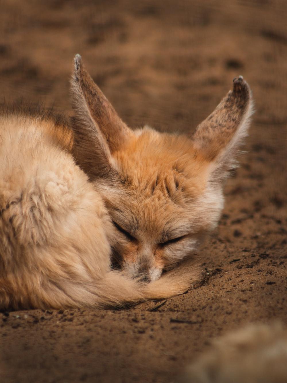 1000x1333 Fennec Fox Picture. Download Free Image