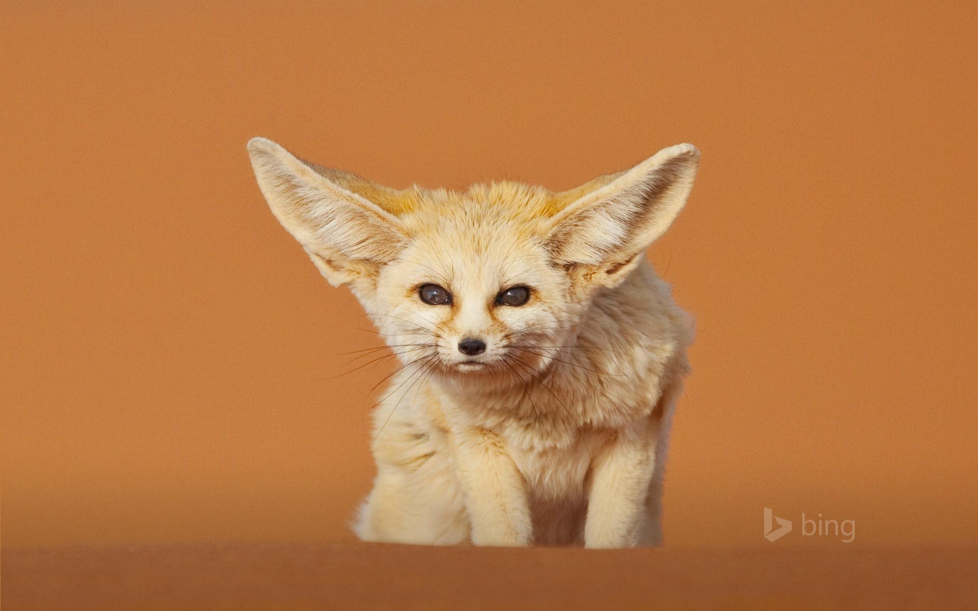 1920x1200 Fennec fox, Merzouga, Morocco