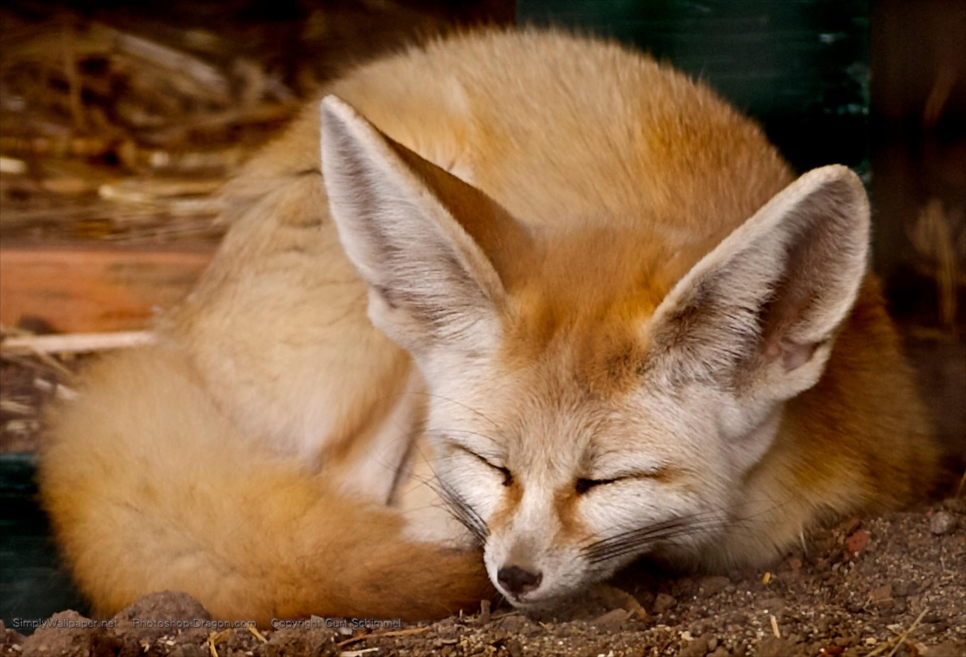 1920x1307 Free download Fennec Fox Wallpaper Fennec Fox Curled Up 2042248 HD [1920x1307] for your Desktop, Mobile & Tablet. Explore Fennec Background. Fennec Background
