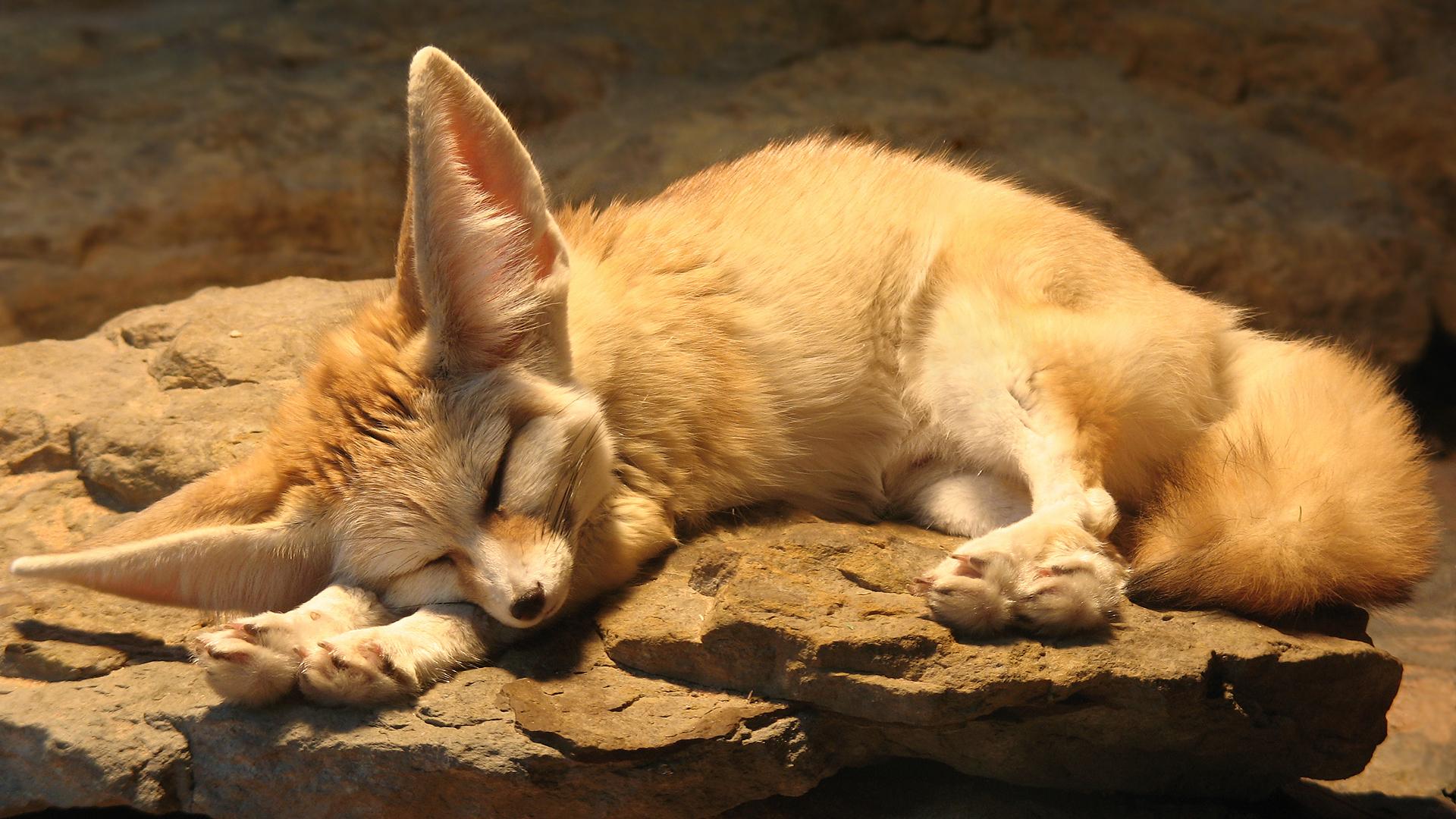 1920x1080 Fennec Fox wallpaperx1080