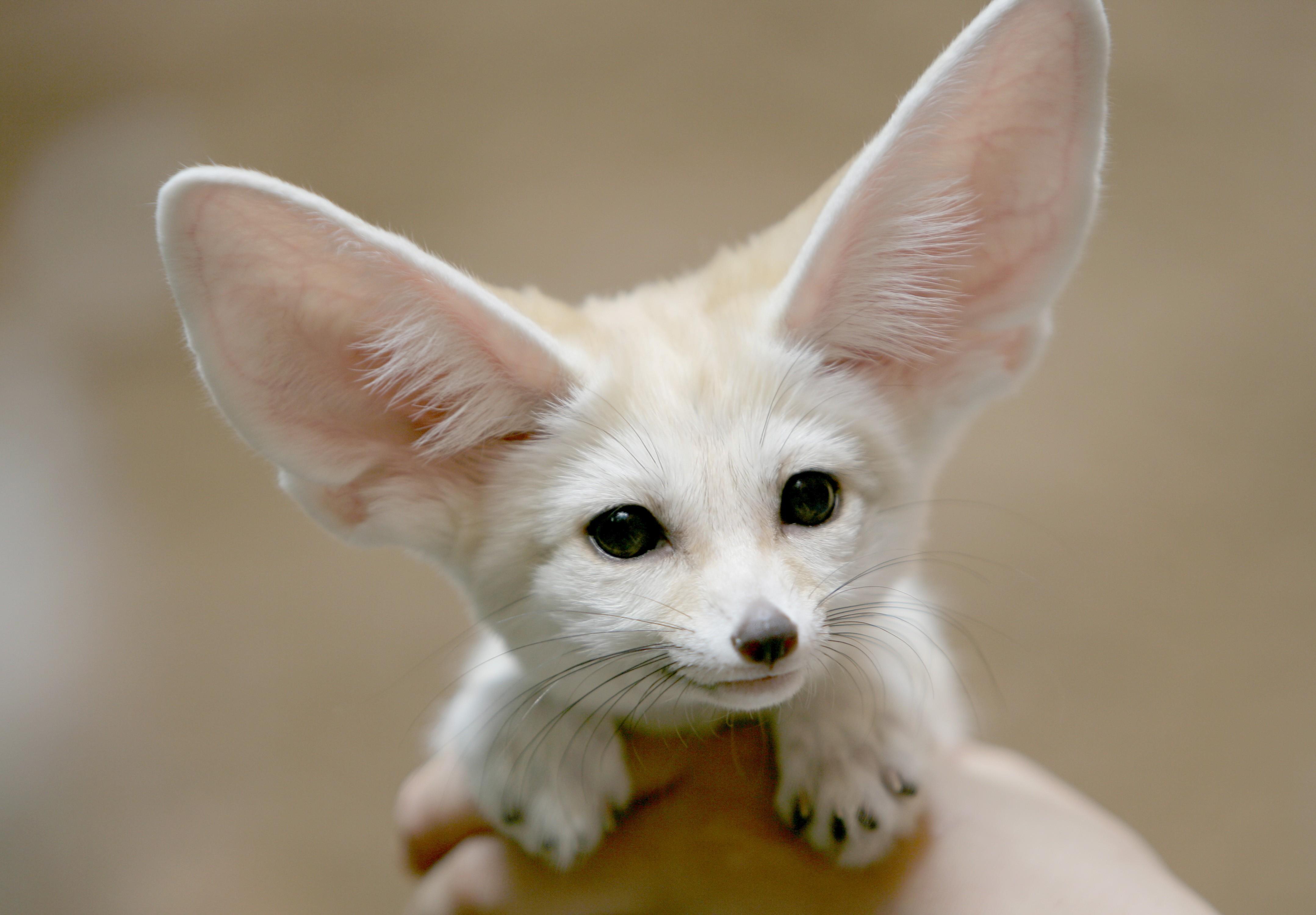 4314x3000 fennec HD wallpaper, Background