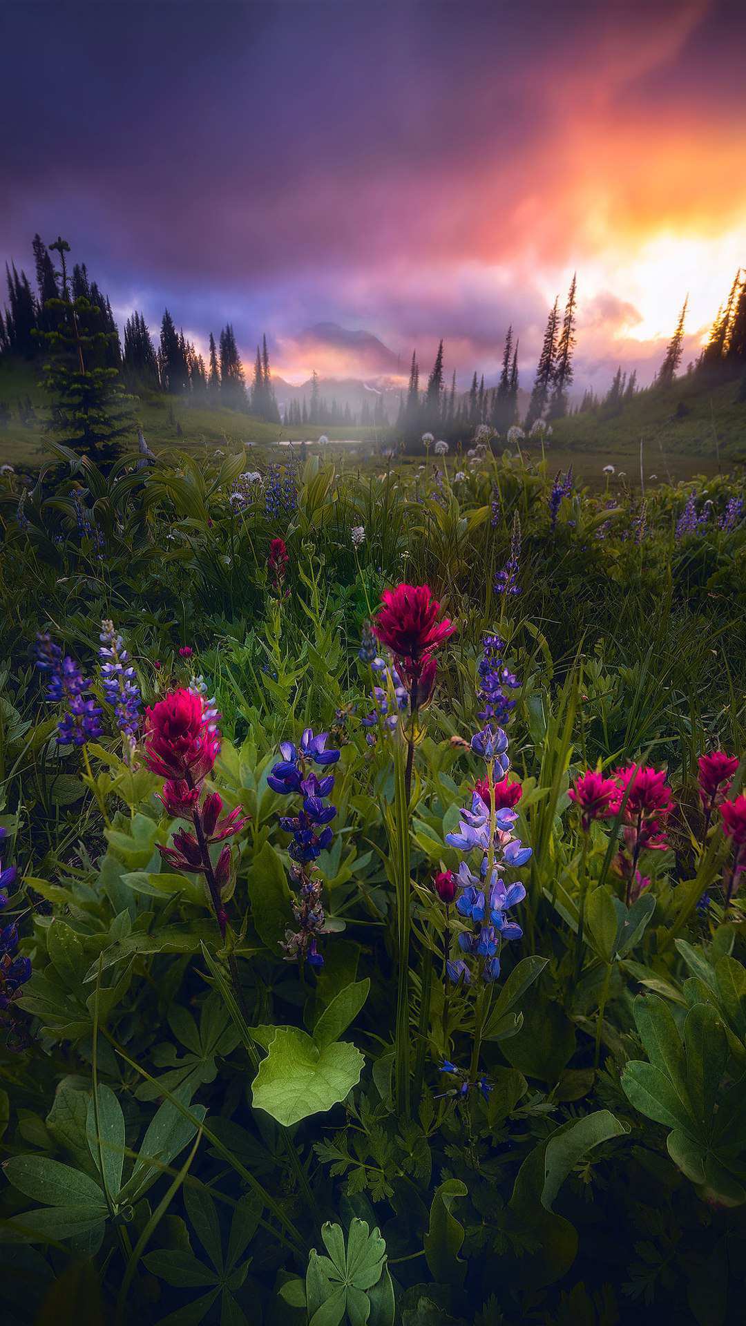 1080x1920 Beautiful Nature Scenery Flowers IPhone Wallpaper Wallpaper : iPhone Wallpaper