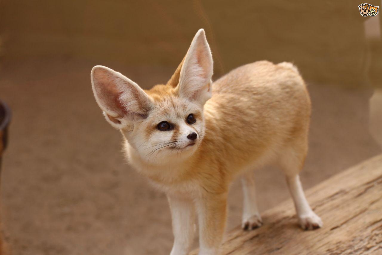 1280x853 Fennec Fox: The National Animal of Algeria