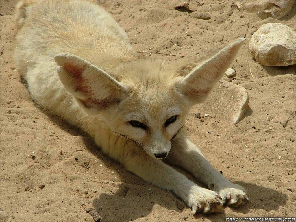1024x768 Fennecus Zerda Fennec Fox Animal 1 024 × 768 Pixels. Pet Fox, Fennec Fox Pet, Fennec Fox