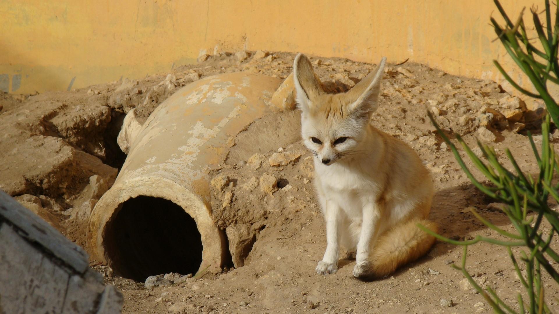 1920x1080 Full HD Tunisian Desert Fox. Mocah HD Wallpaper