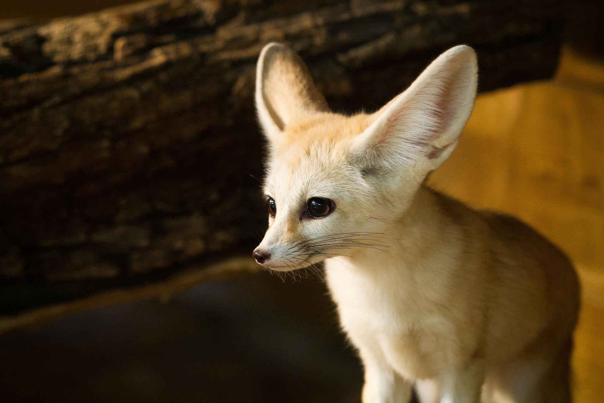 2048x1365 Fennec Wallpaper