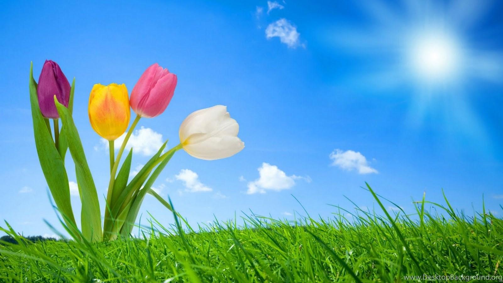 1600x900 Free Games Wallpaper: Latest Flower Wallpaper Download 3D Online. Desktop Background