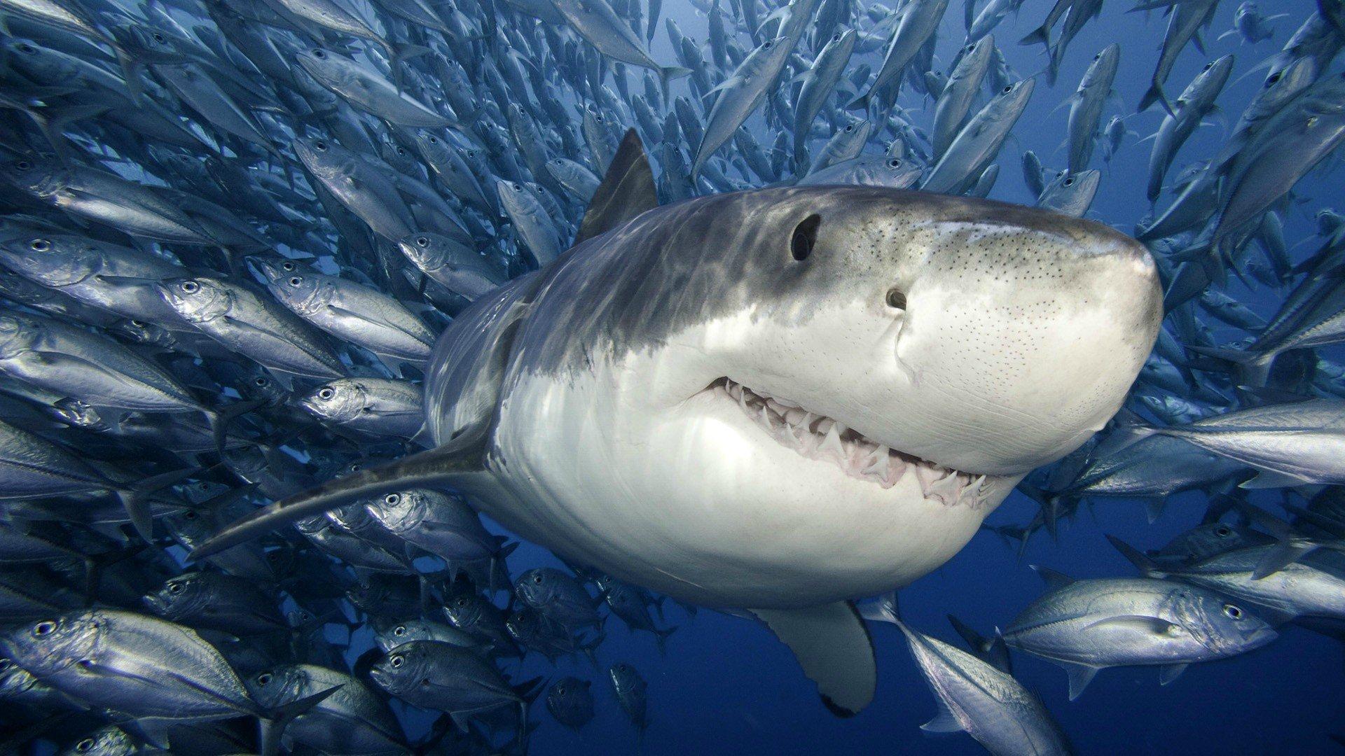 1920x1080 Big and Beautiful Fish Blue Water HD wallpaper
