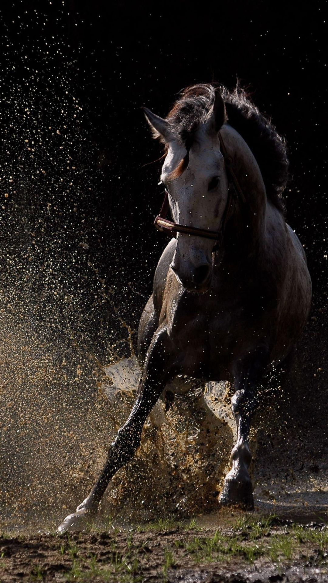 1080x1920 iPhone HD 4k Arabic Horse Desert Wallpaper