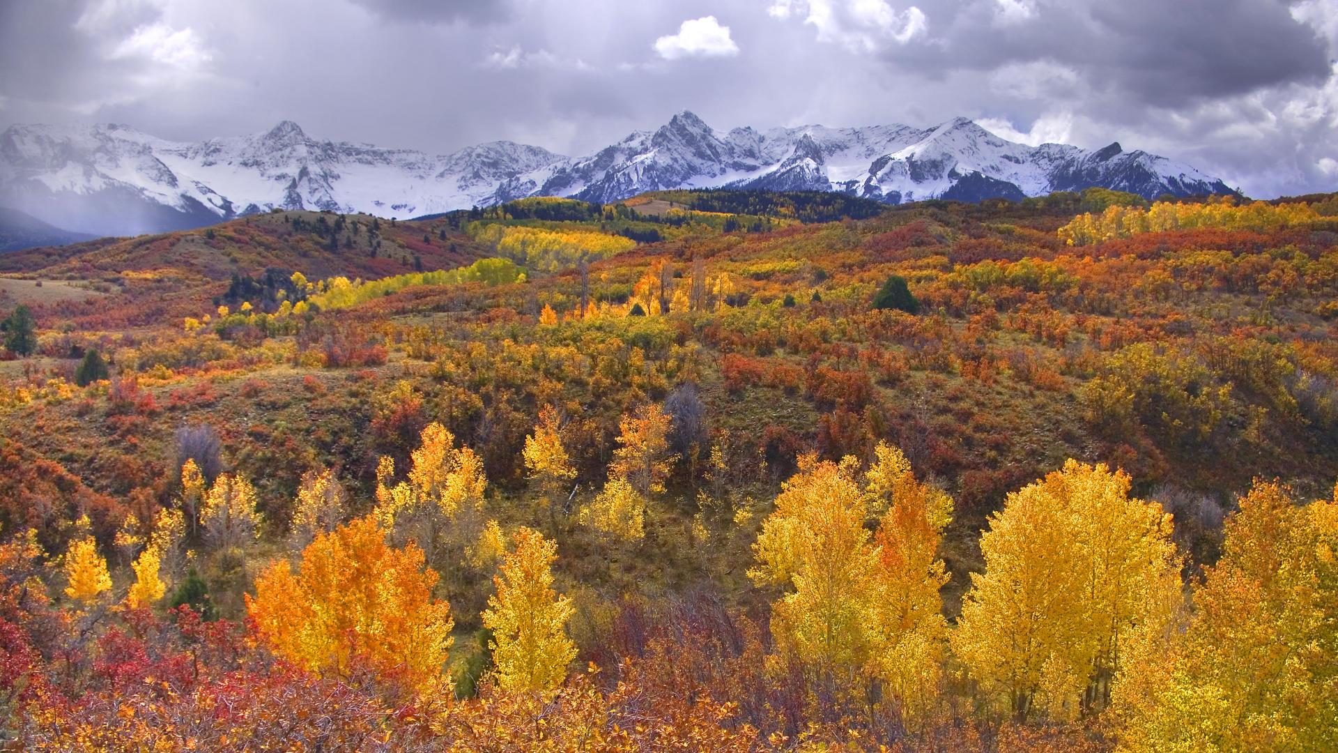 1920x1080 Autumn Birch Forest With Yellow Leaves Mountains With Snow Desktop HD Wallpaper Colorado National Park Usa 1920x1080 :
