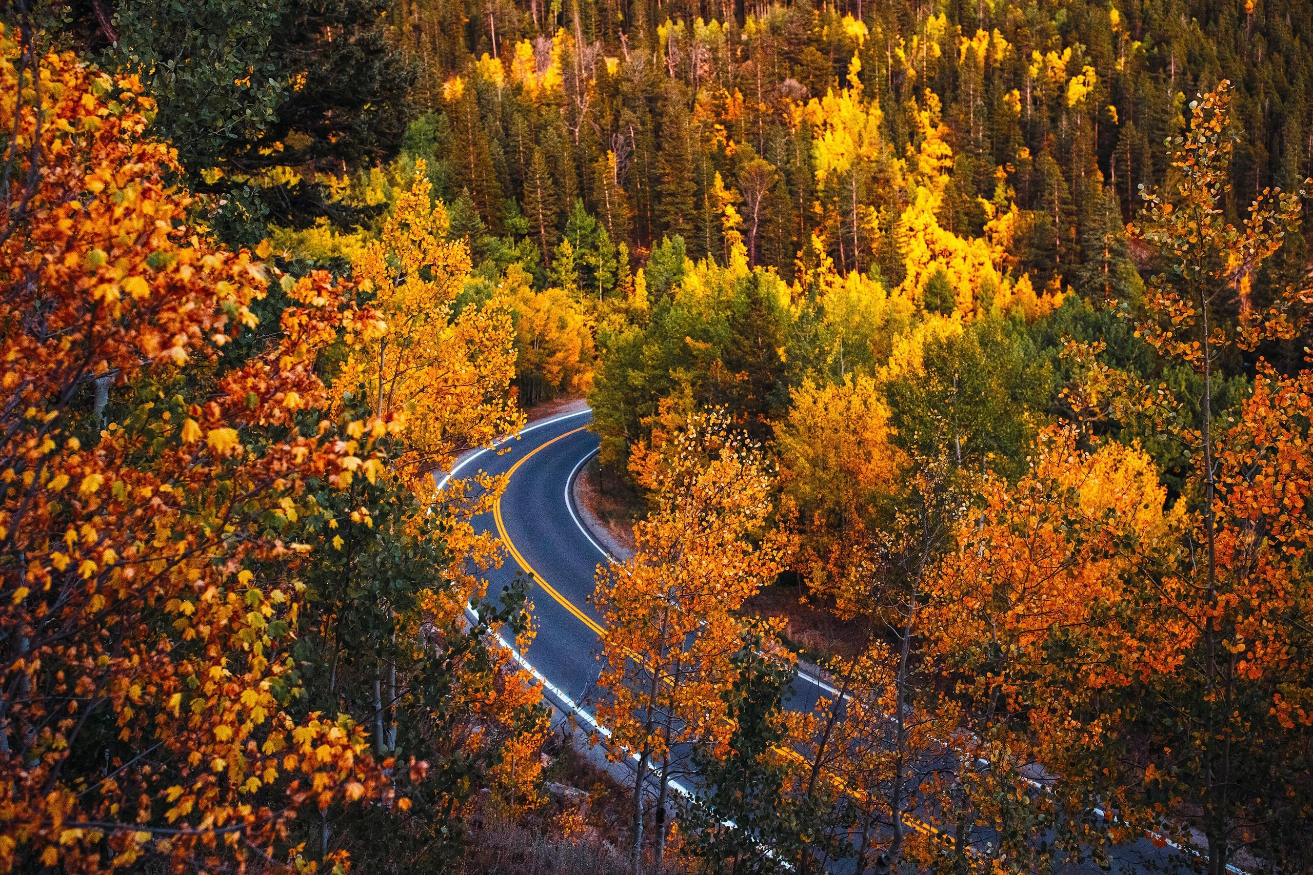2560x1707 Colorado Fall Forest Road Wallpaper:2560x1707