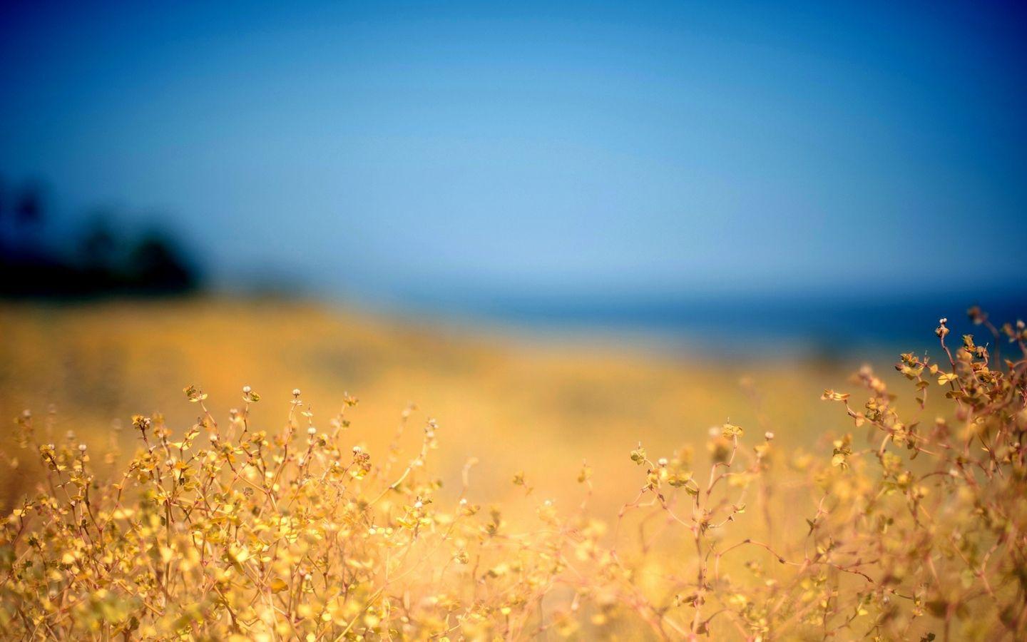 1440x900 Midday Sky Wallpaper