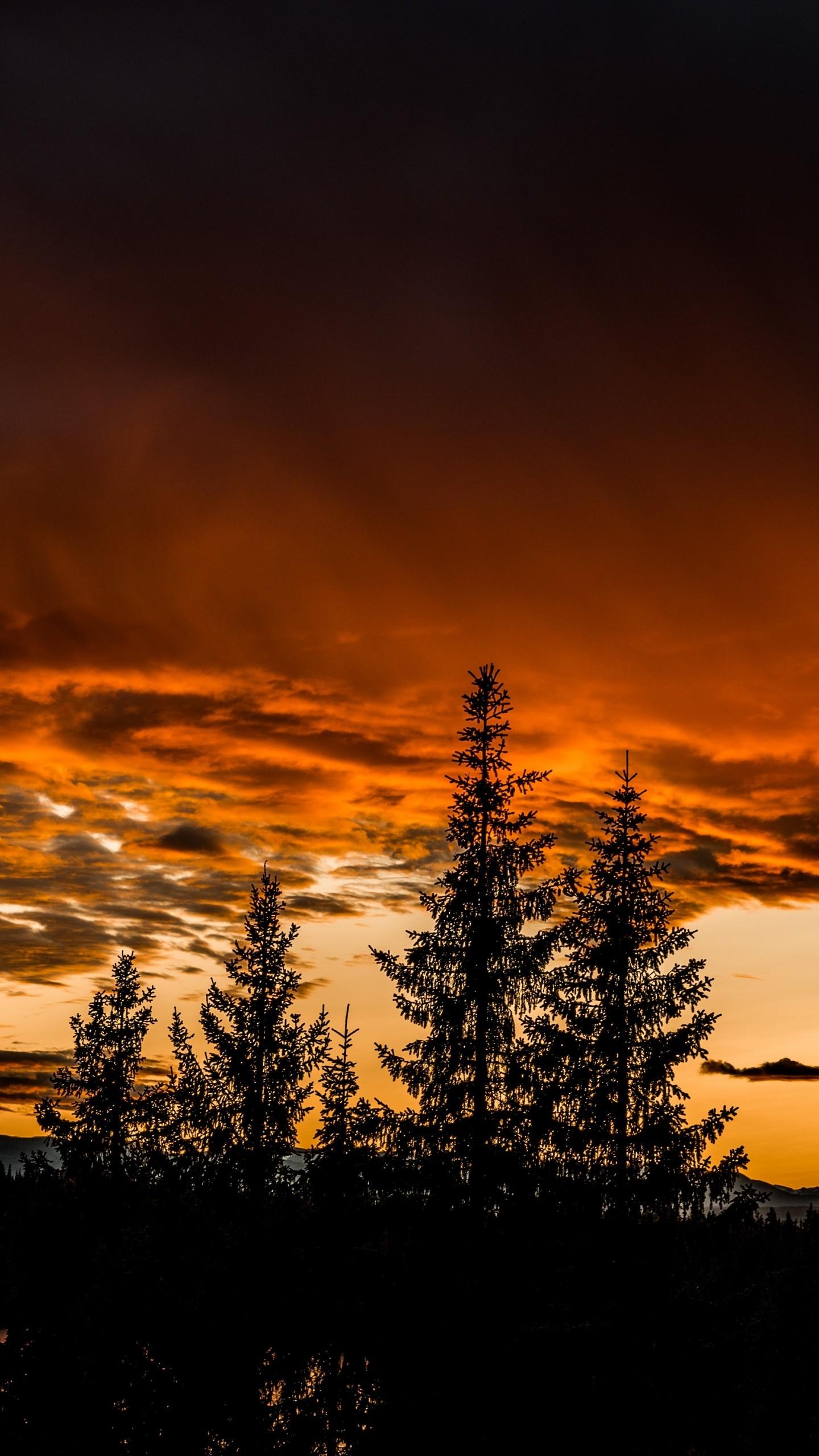 1440x2560 Trees Sunset Sky Wallpaper - [1440x2560]