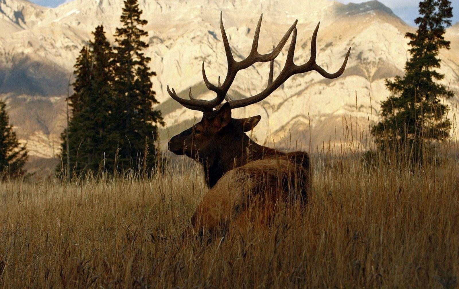 1600x1010 Framed Print Walkingskan Wilderness (Picture Poster Art) #ebay #Home & Garden. Elk picture, Elk hunting, Deer wallpaper