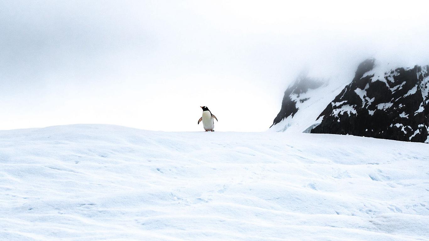 1366x768 Penguin, Ice, Snow, Wallpaper Free Download