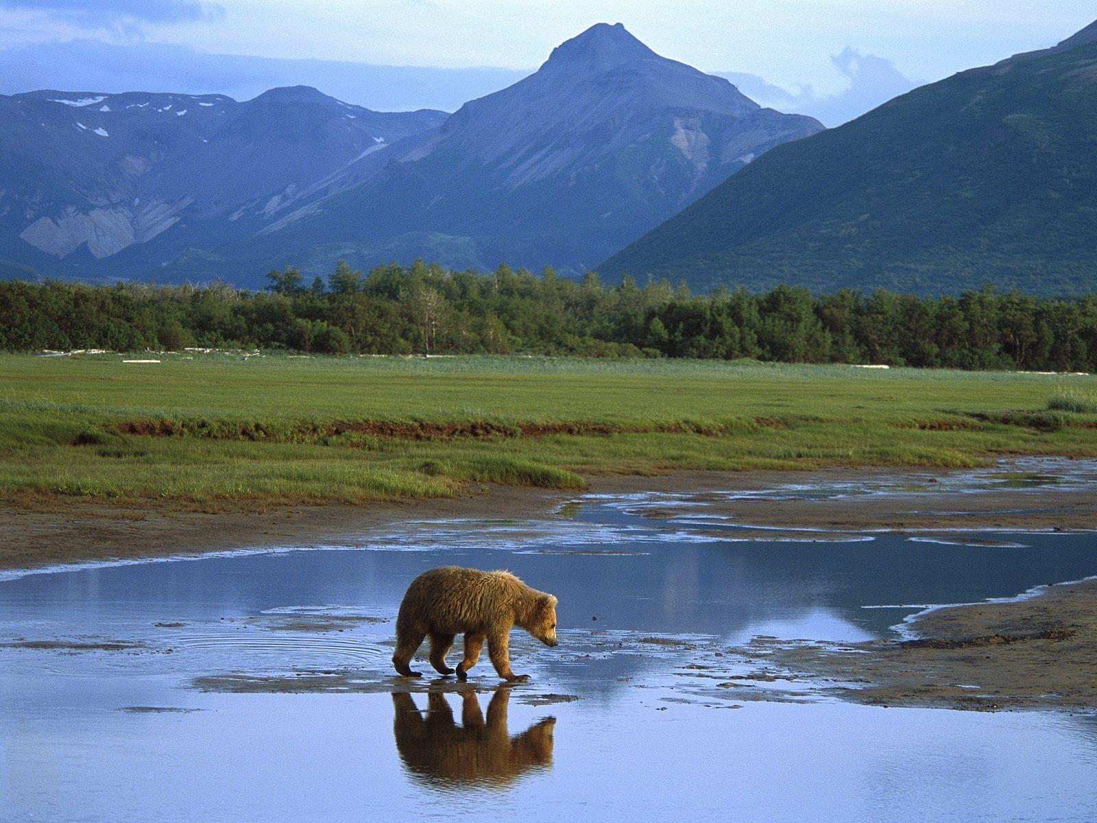 1600x1200 Visiting Alaska place of wonderful wilderness