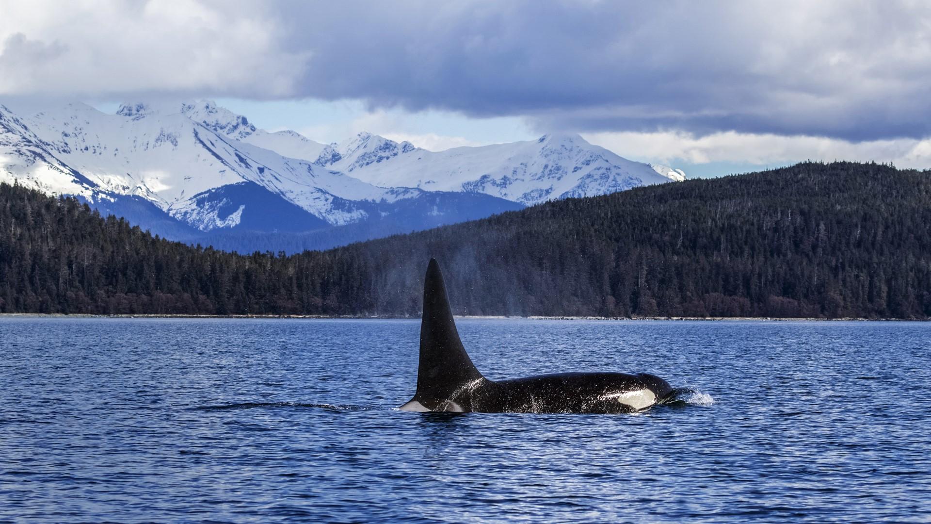 1920x1080 Orca or killer whale (Orcinus orca) near Juneau in Lynn Canal, Inside Passage, Alaska, USA. Windows 10 Spotlight Image
