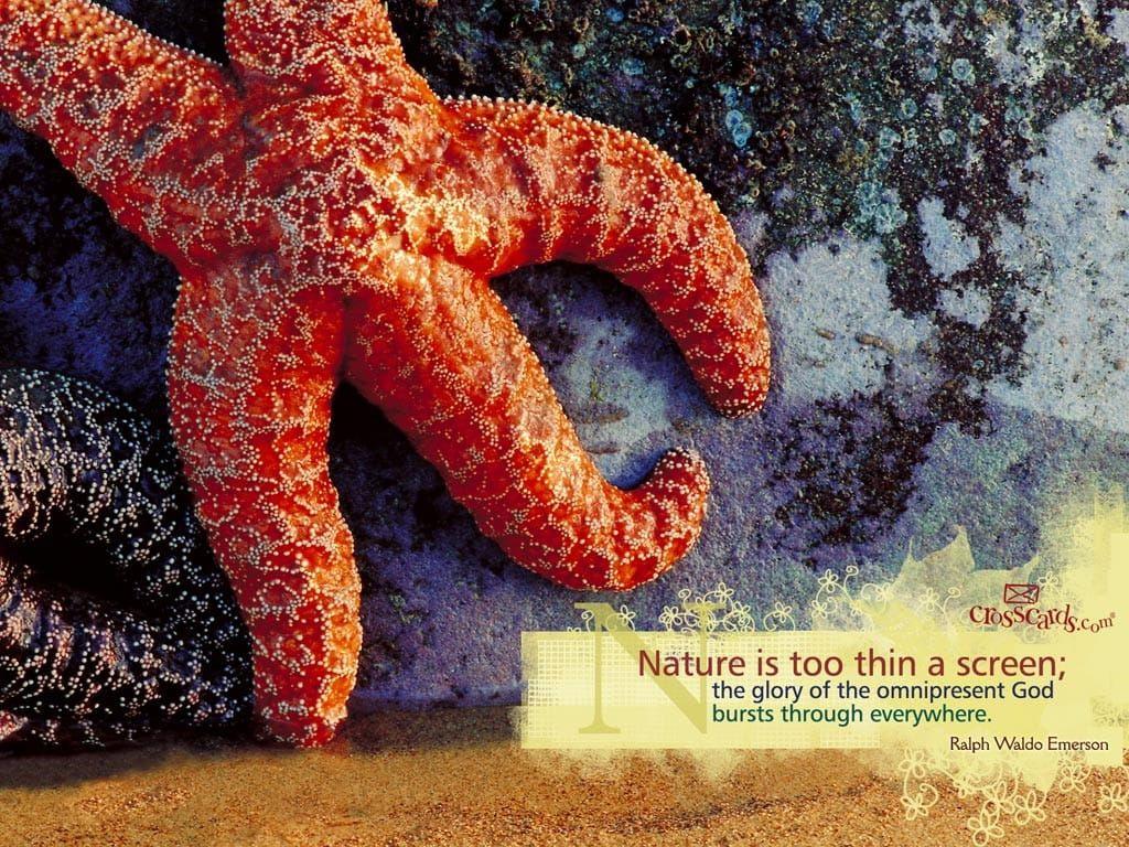 1024x768 Starfish Desktop Wallpaper Animals Background