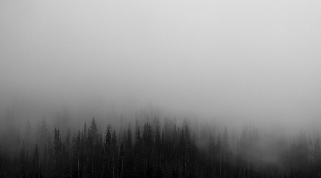 1261x700 Creepy fog foggy forest spruce wilderness woods wallpaperx2472