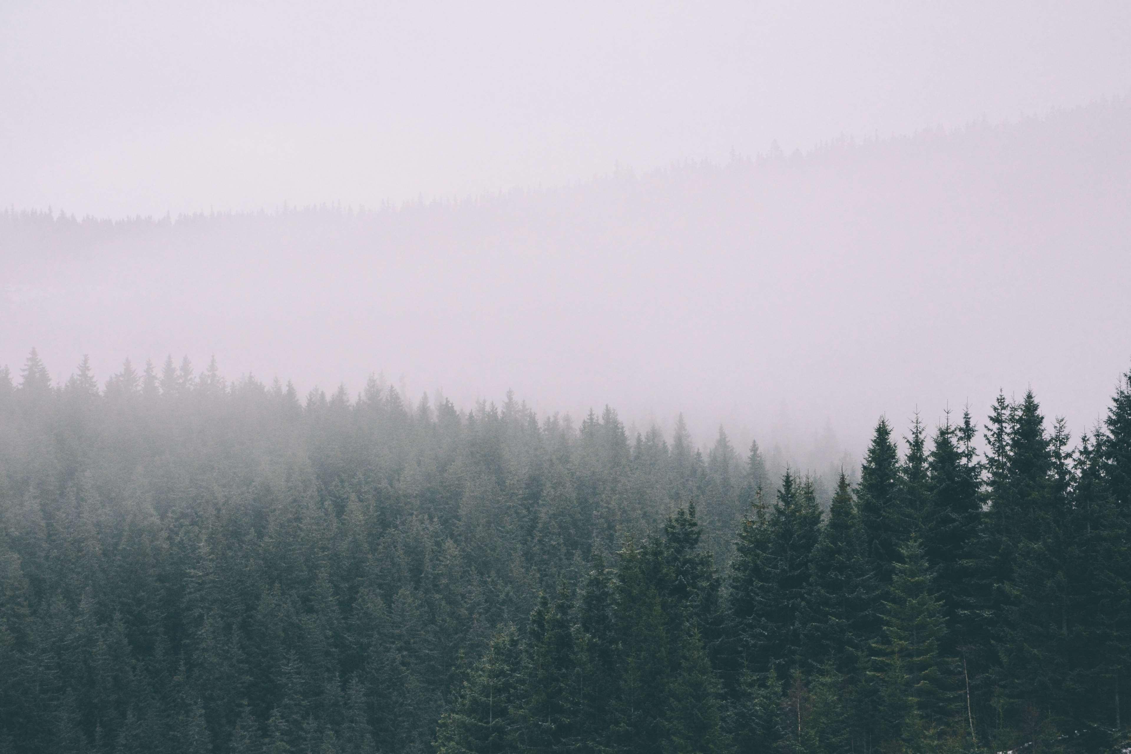 3840x2560 adventure, fog, forest, green, mountain, nature, transparency, travel, trees, wallpaper, winter, wood, woods 4k wallpaper HD Wallpaper
