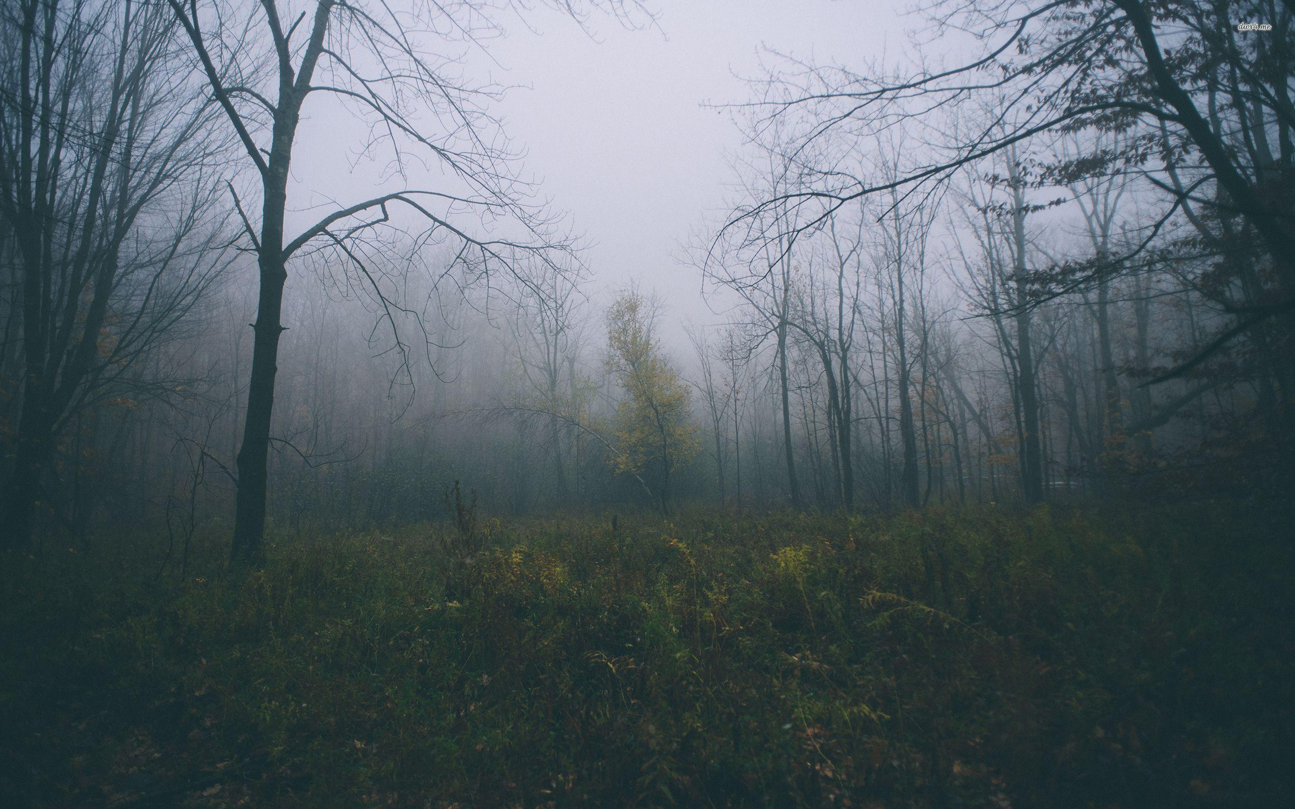 2560x1600 Autumn Foggy Wallpaper