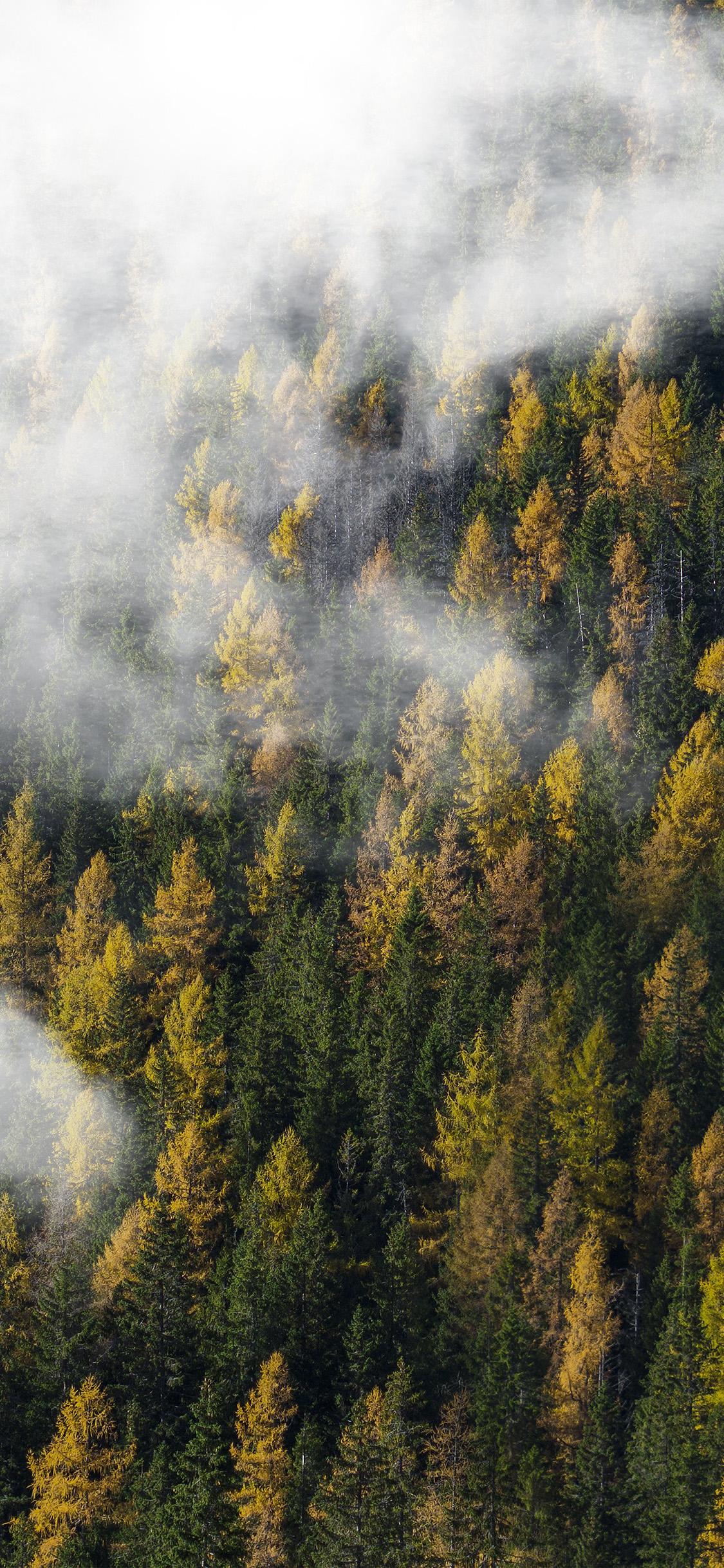 1125x2436 Forest Wood Cloud Foggy Mountain Nature Wallpaper