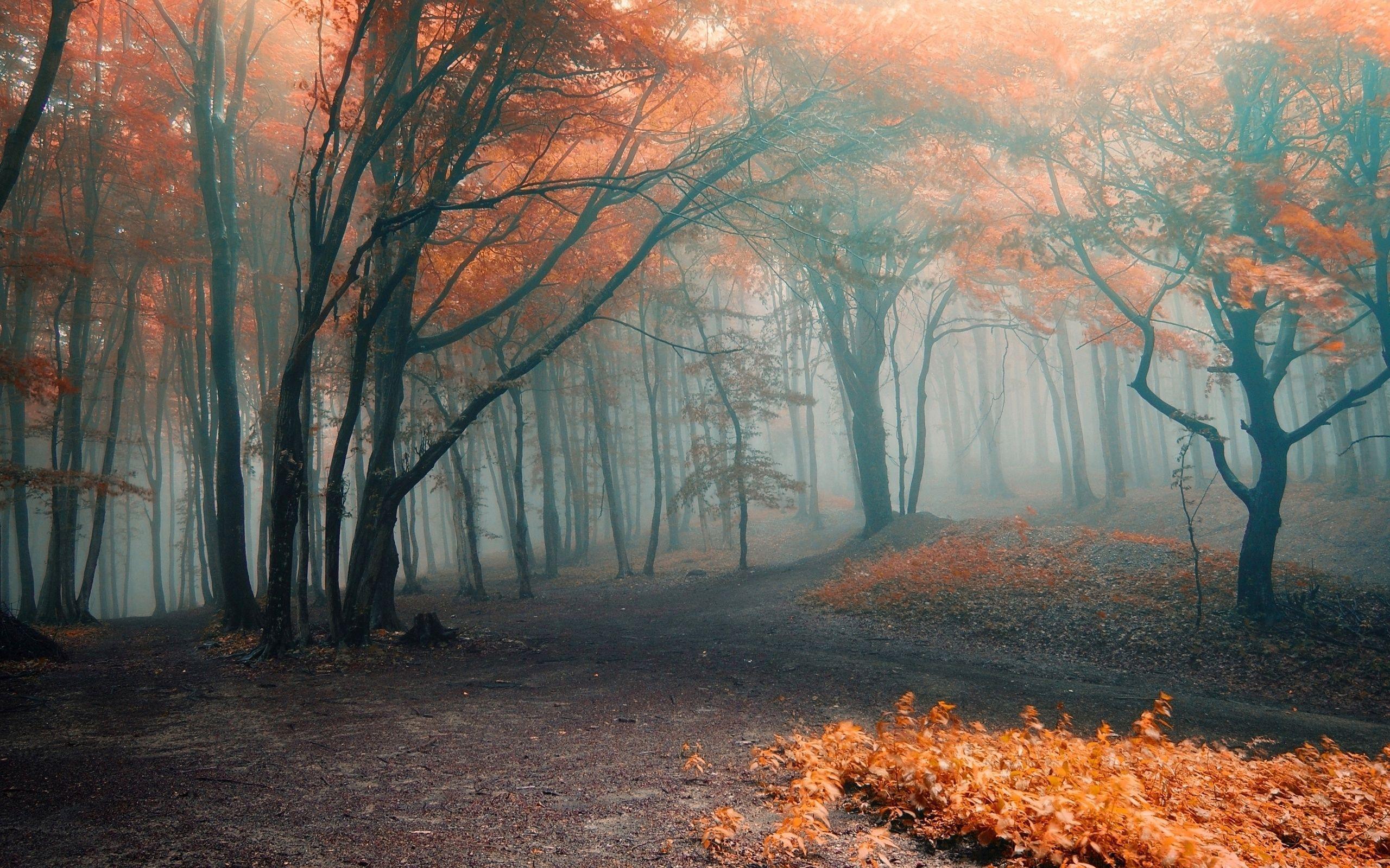 2560x1600 Foggy woods wallpaper