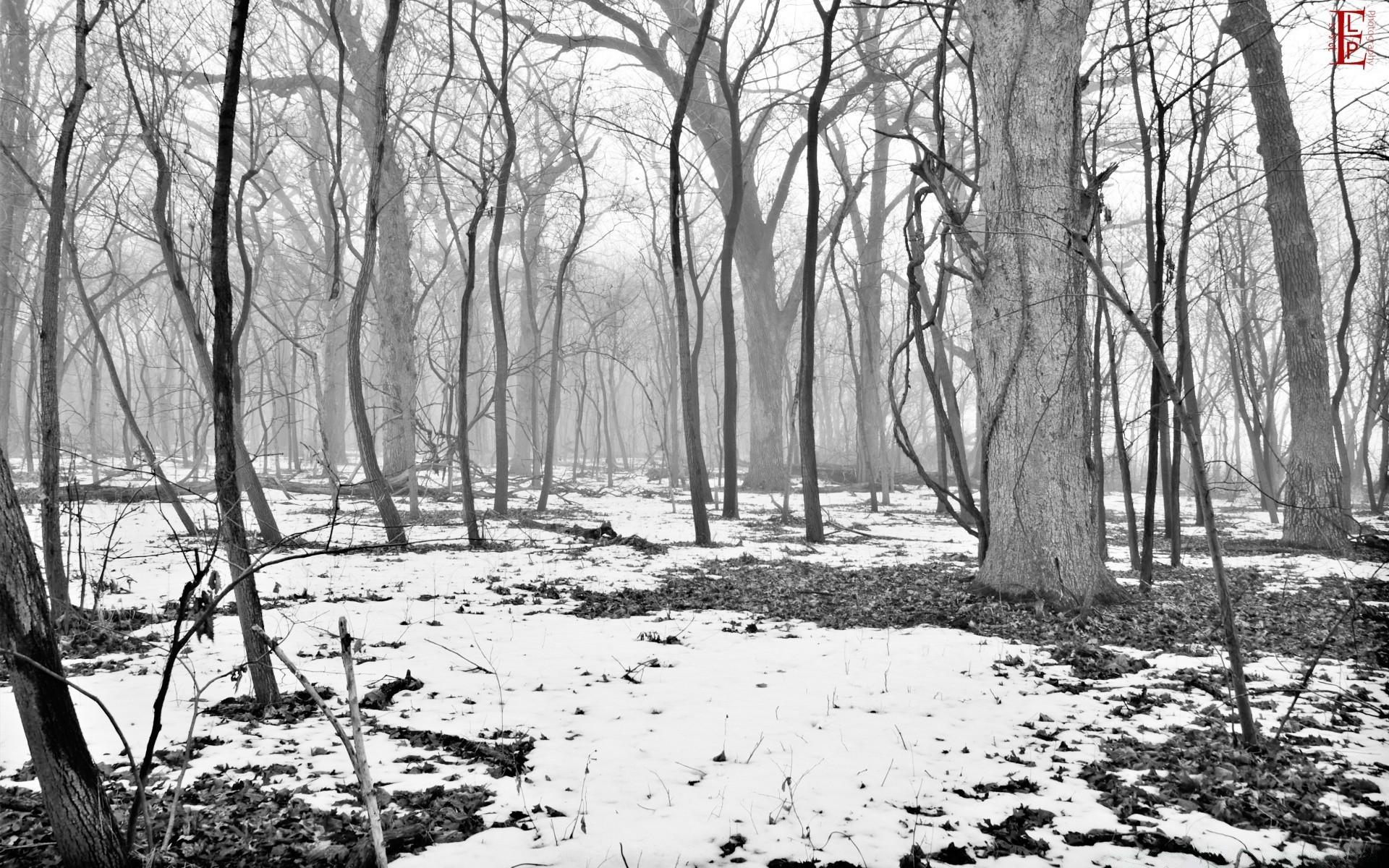 1920x1200 Path Through Foggy Woods wallpaper (phone background)