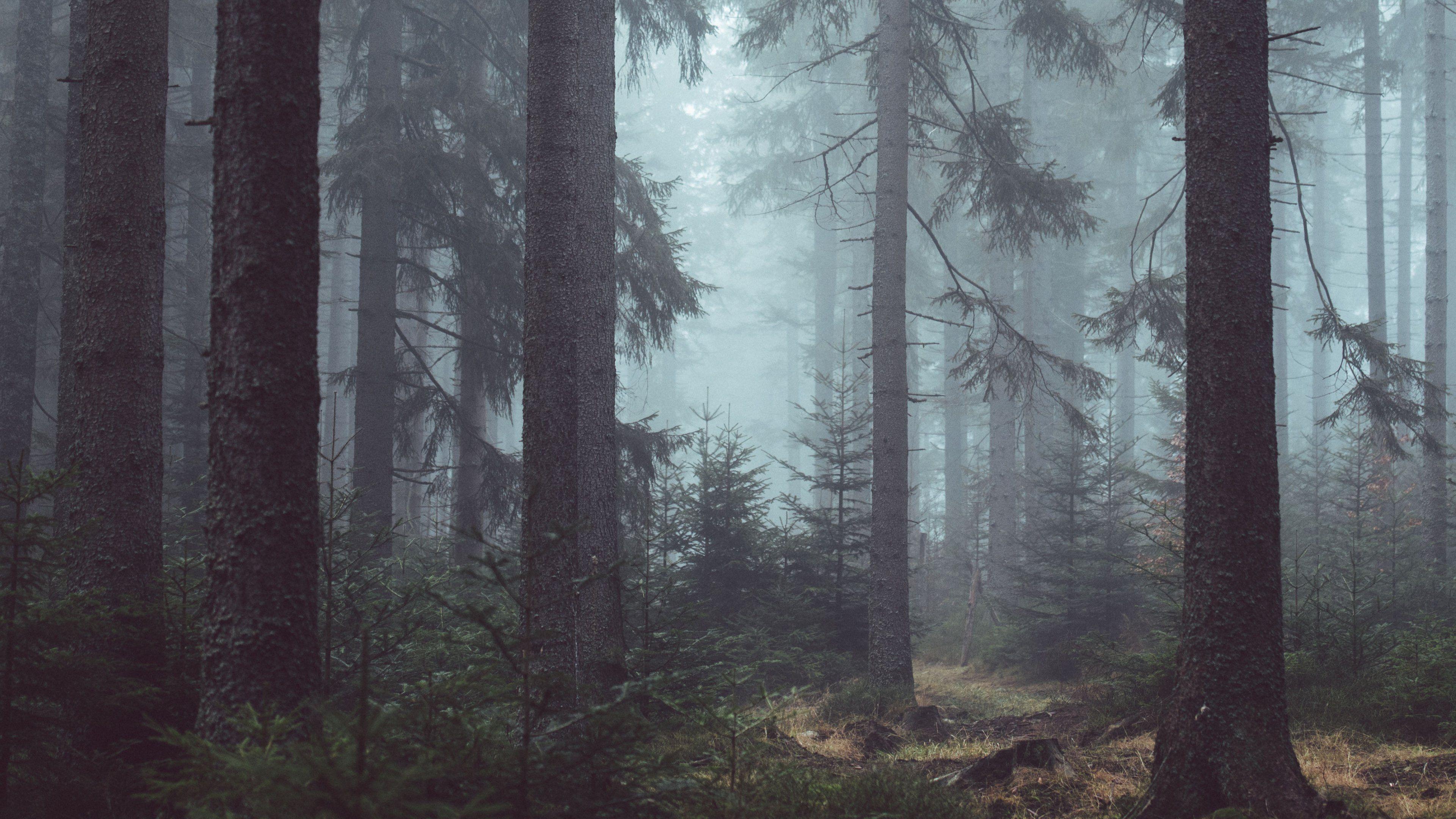 3840x2160 Misty Forest Wallpaper, HD Misty Forest Background