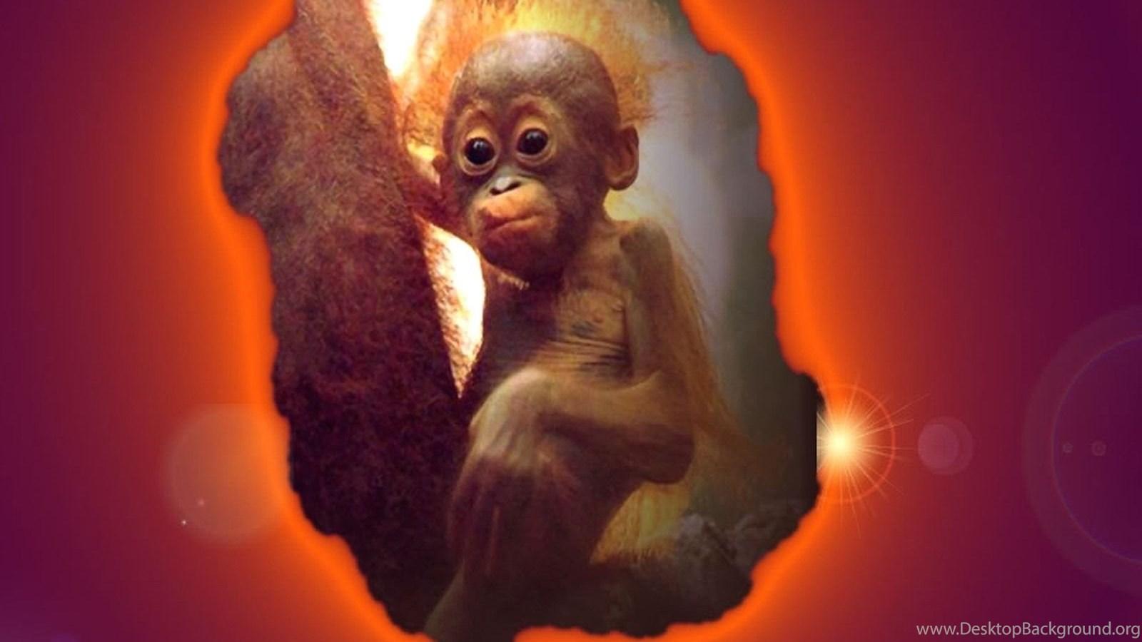 1600x900 Computer Wallpaper, Crazy Monkey Desktop Background