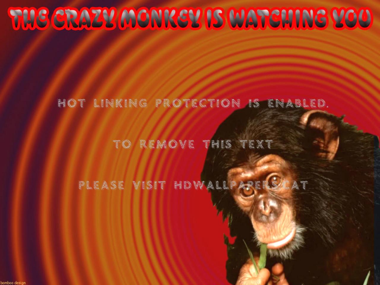1280x960 crazy monkey windows comic cool funny vista