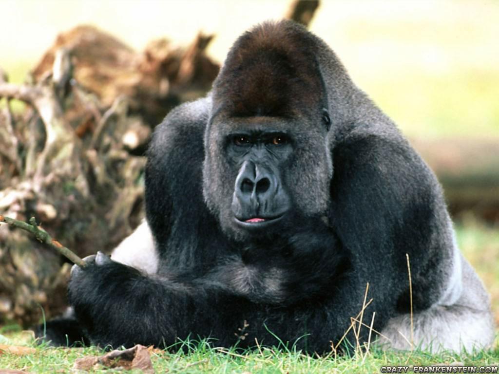 1024x768 Monkey wallpaper