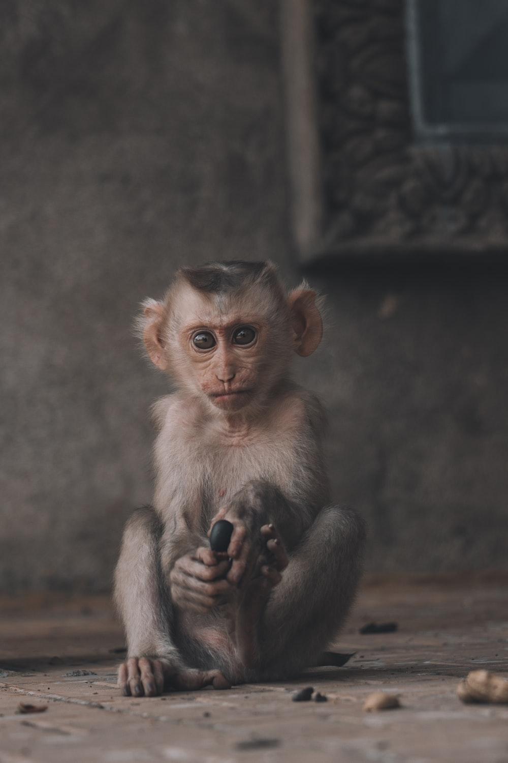 1000x1500 Monkey Picture [HD]. Download Free Image