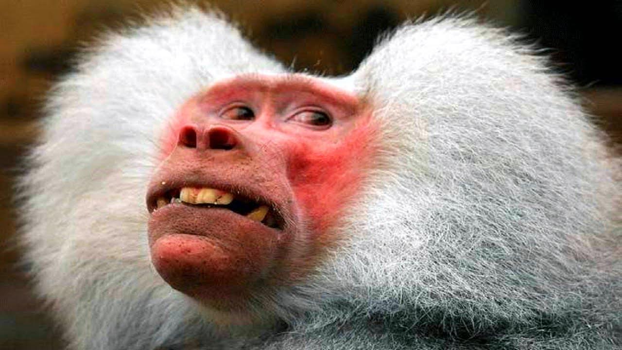 1280x720 Funny monkey pics
