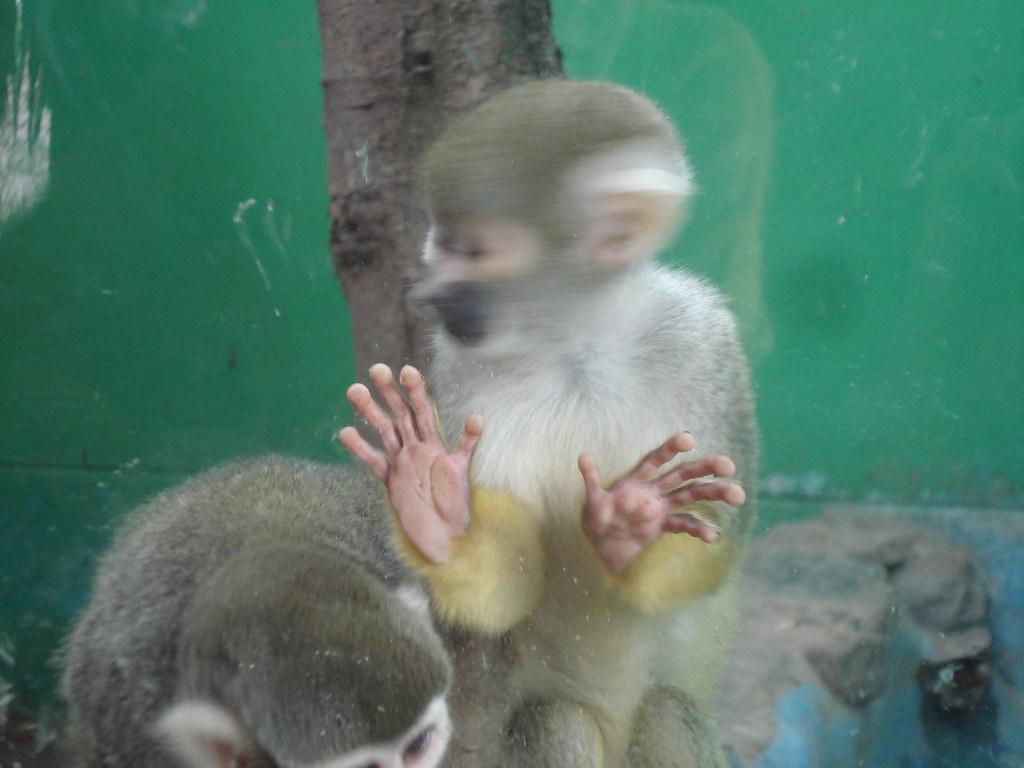 1024x768 crazy monkey. an otter got out of its cage at the zoo and t