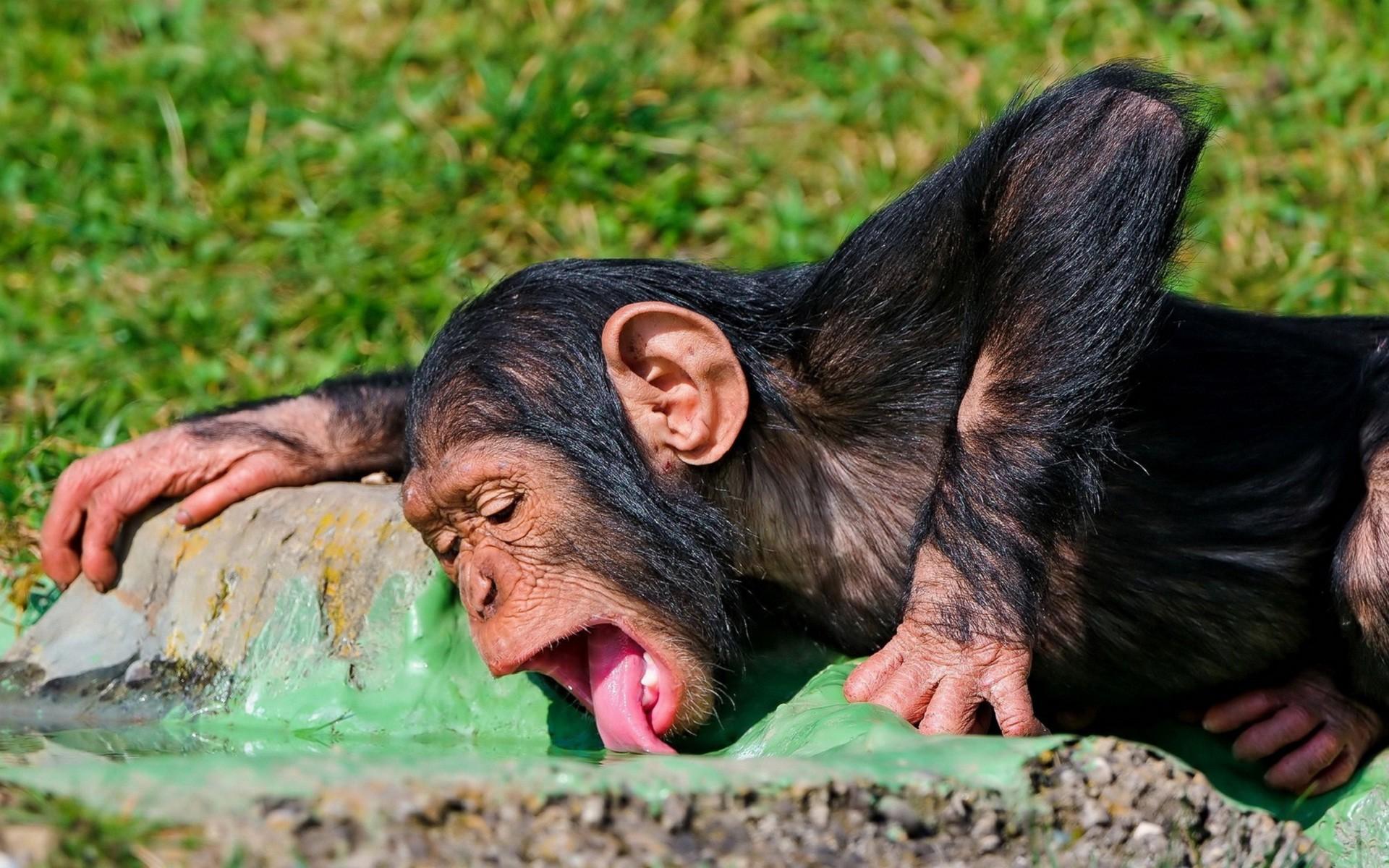 1920x1200 Monkey Funny Wallpaper background picture