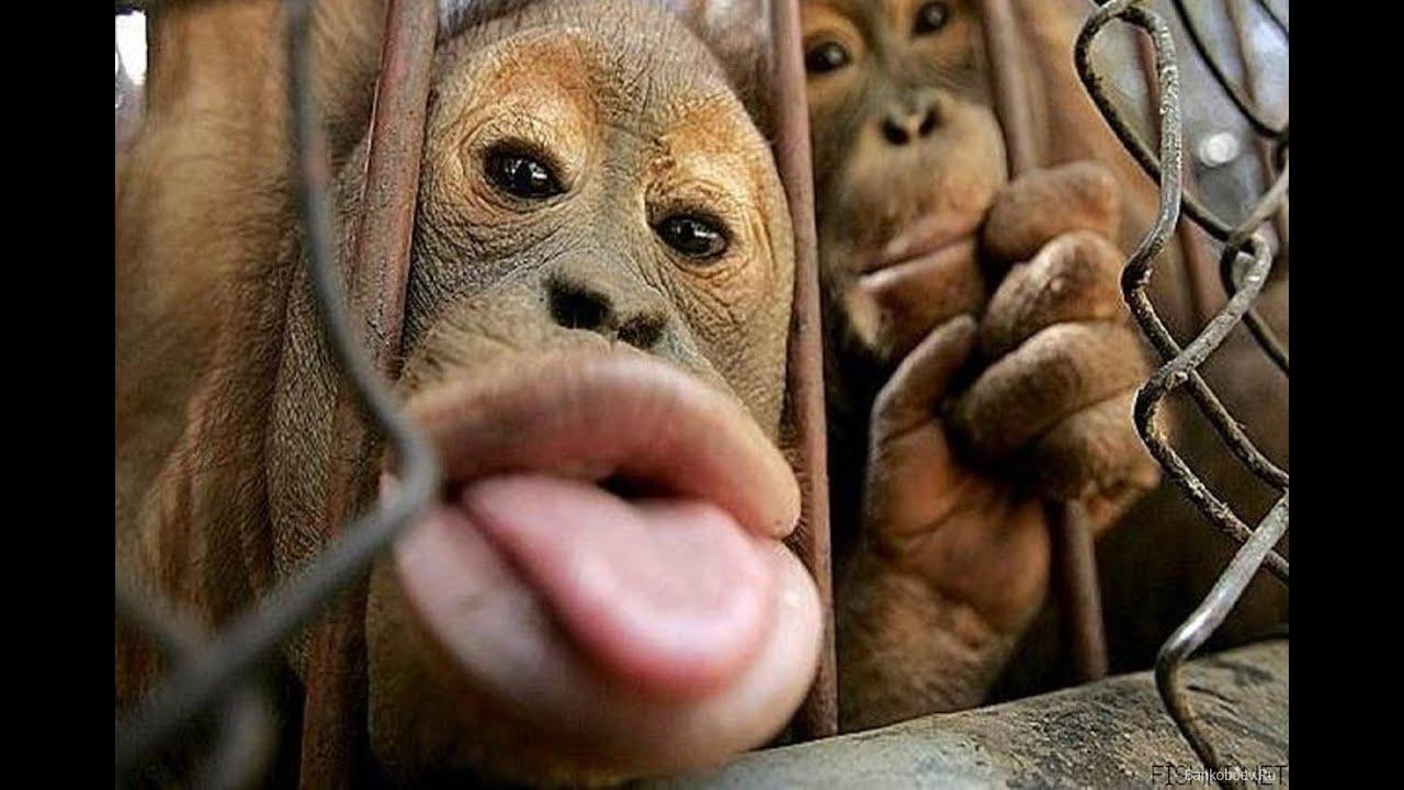 1280x720 Most Funny Monkey Videos