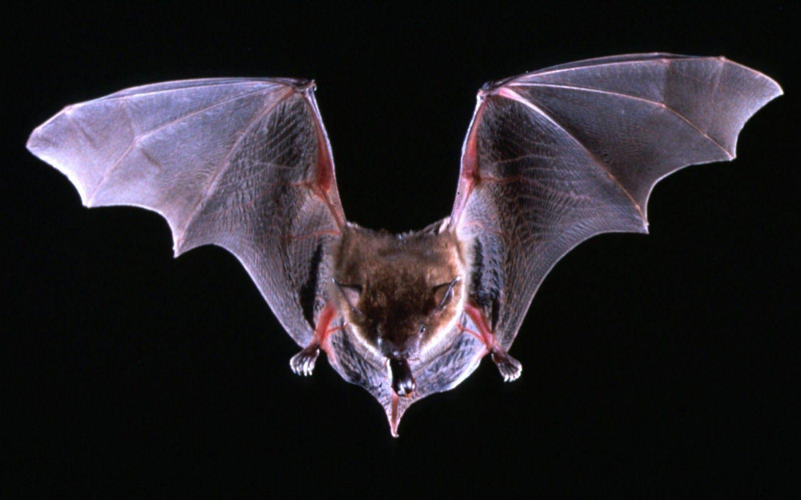 1600x998 bats Image. Bat flying, Animals, Animal wallpaper
