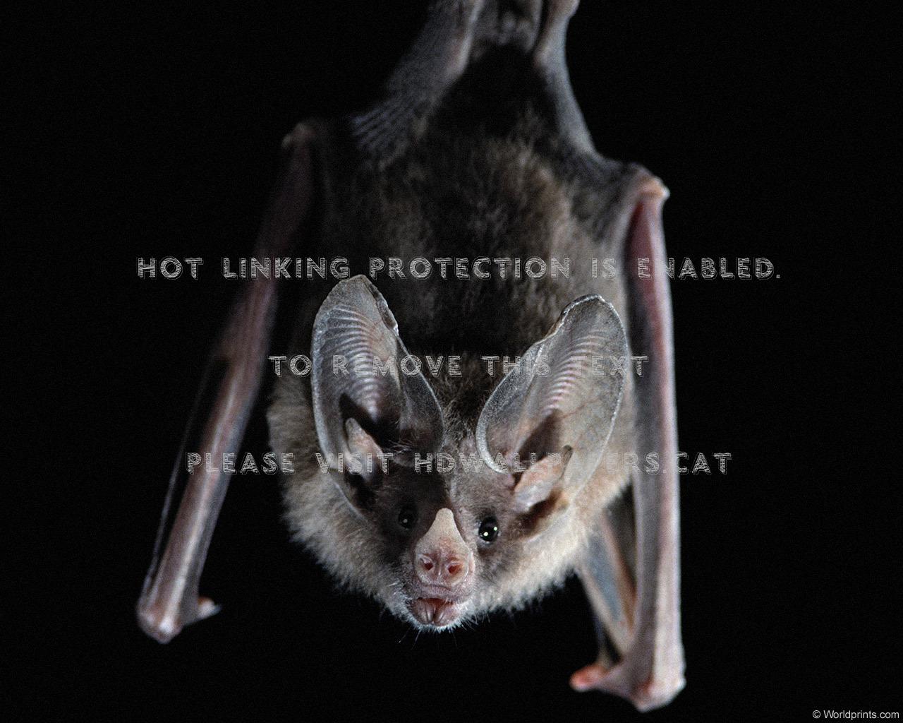 1280x1024 bat ears night creature upside down animals