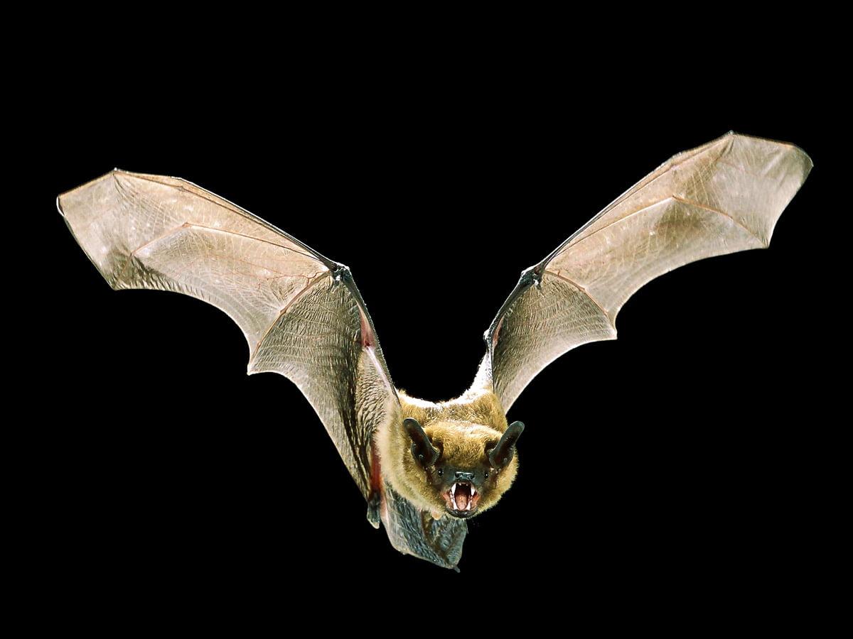 1200x900 Laptop Wildlife, Bat, Animals background picture. FREE Download image