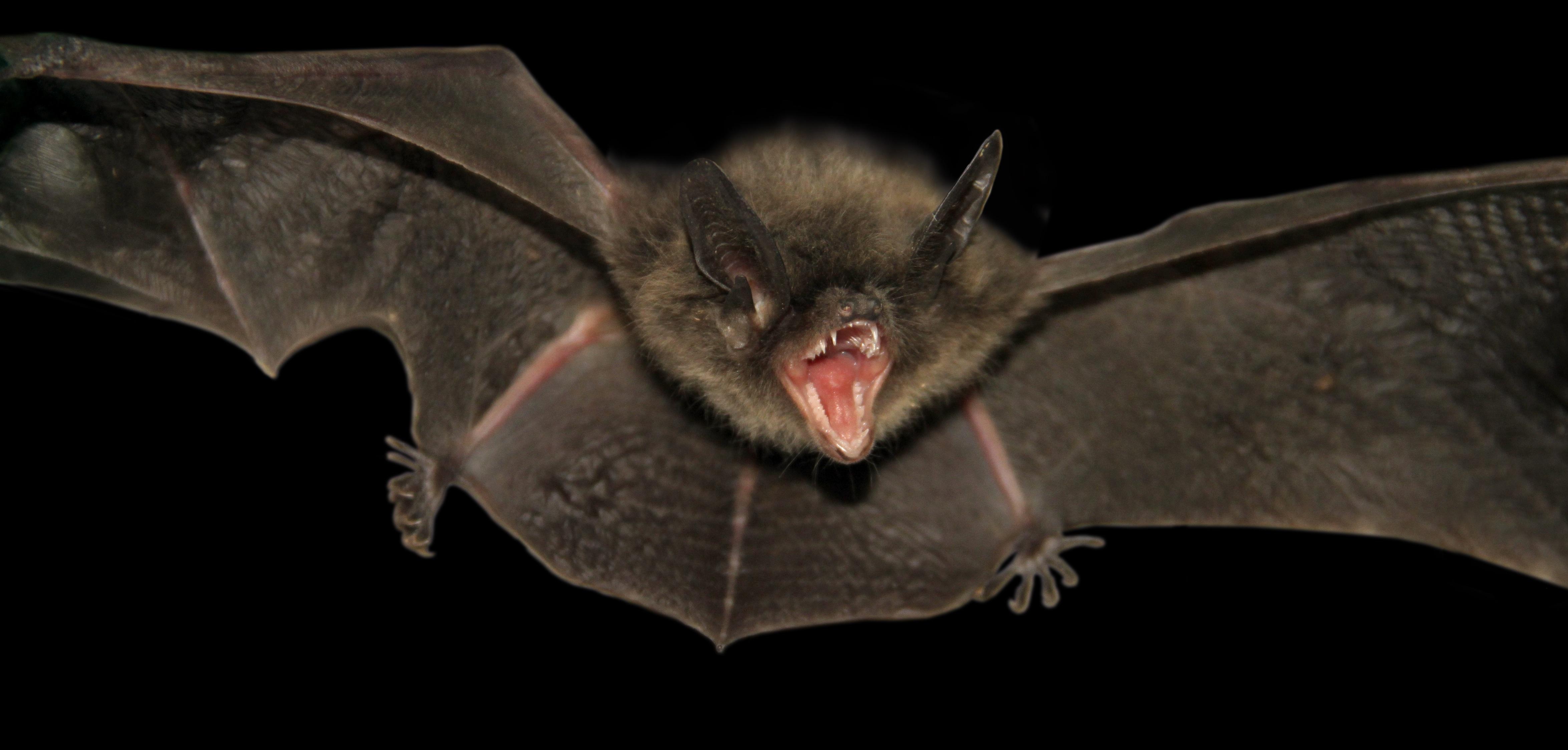 4698x2249 Animal Bat Wallpaper:4698x2249