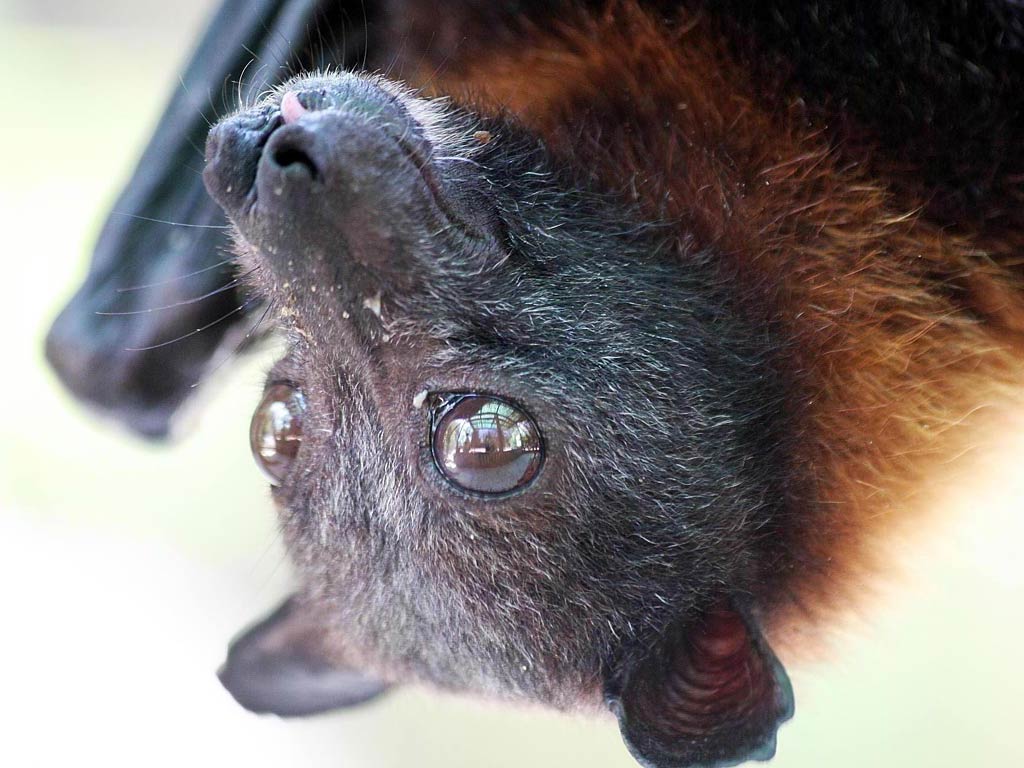 Animal Bat Wallpapers Top Free Animal Bat Backgrounds WallpaperAccess
