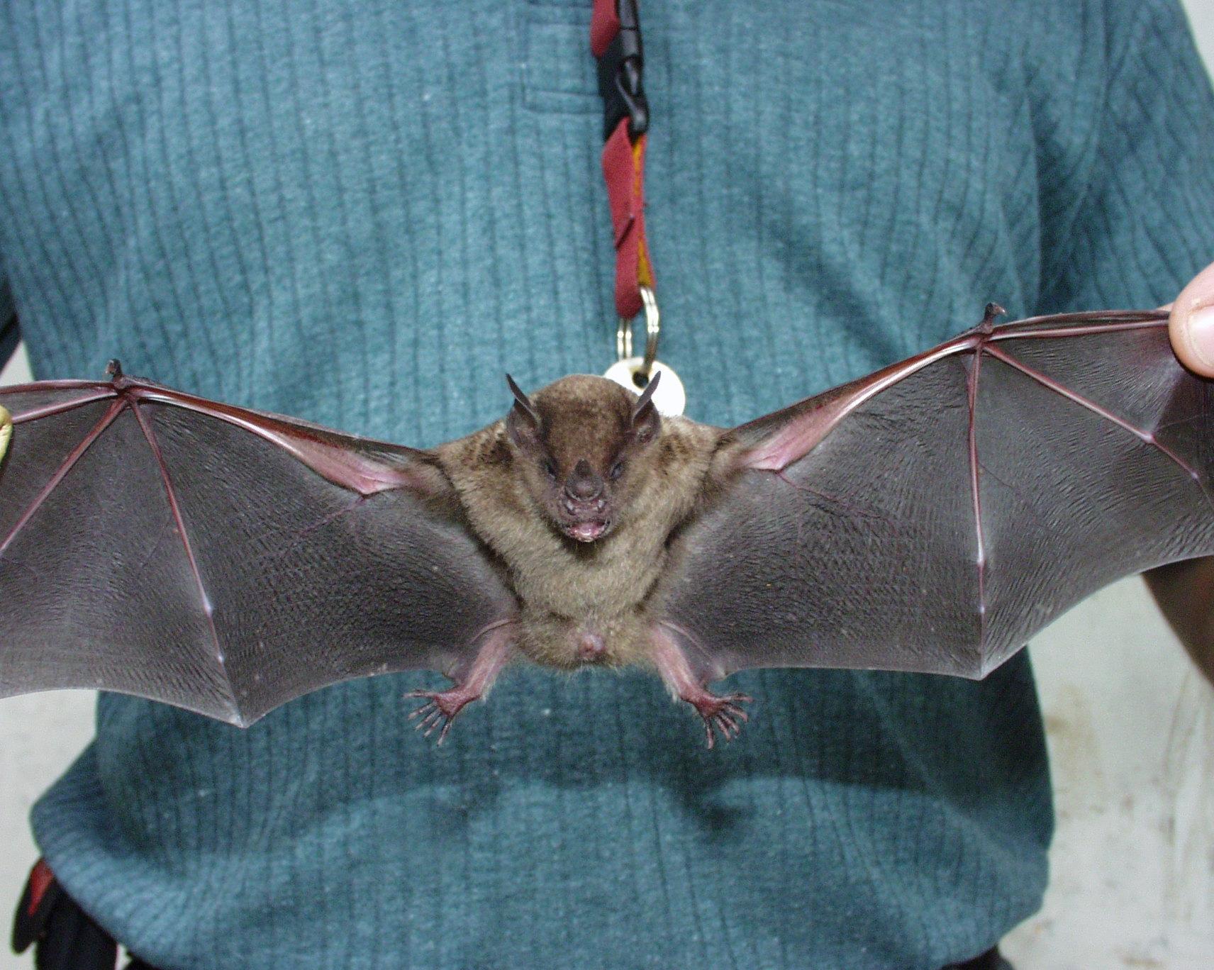 Animal Bat Wallpapers Top Free Animal Bat Backgrounds WallpaperAccess