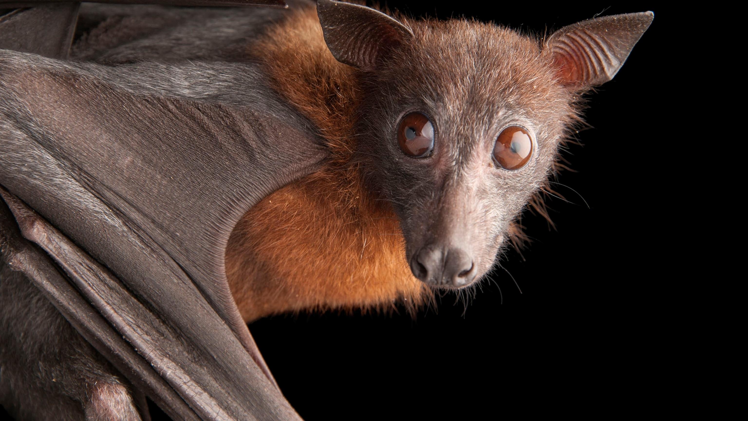 Animal Bat Wallpapers - Top Free Animal Bat Backgrounds - WallpaperAccess