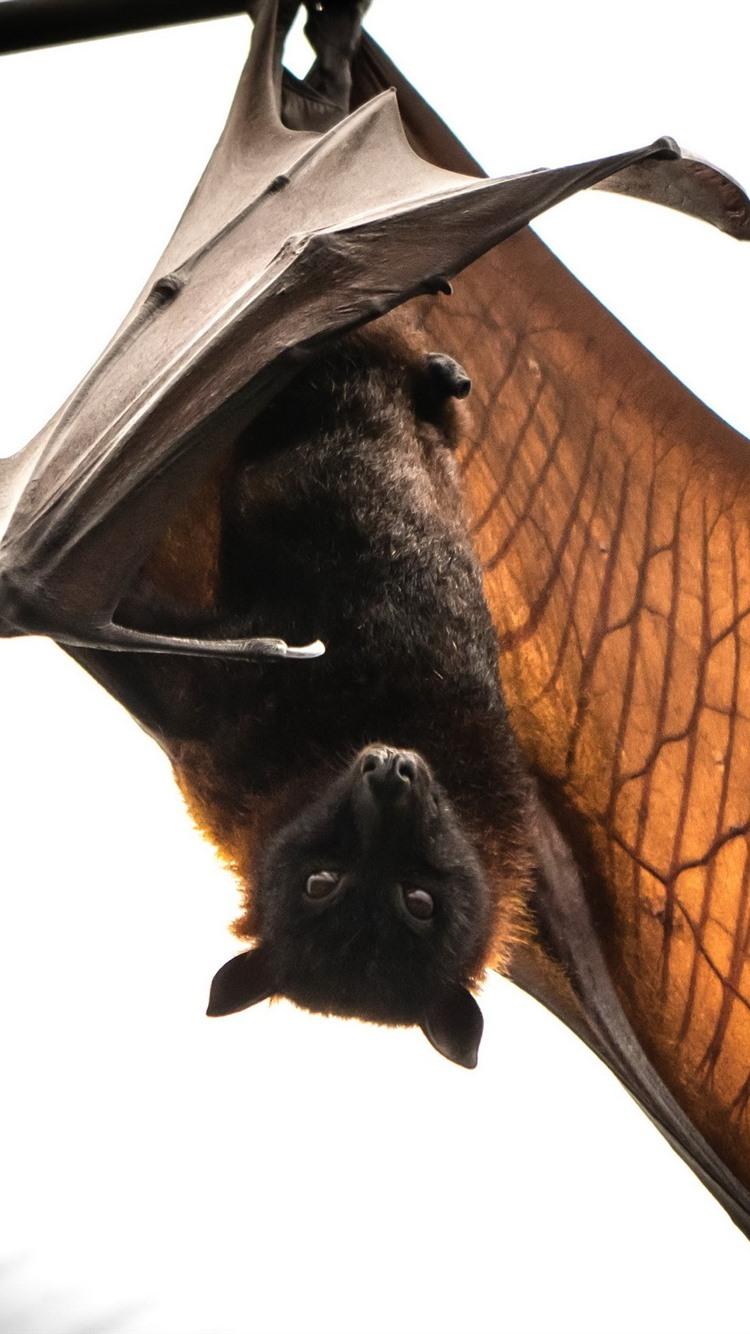 Animal Bat Wallpapers Top Free Animal Bat Backgrounds WallpaperAccess
