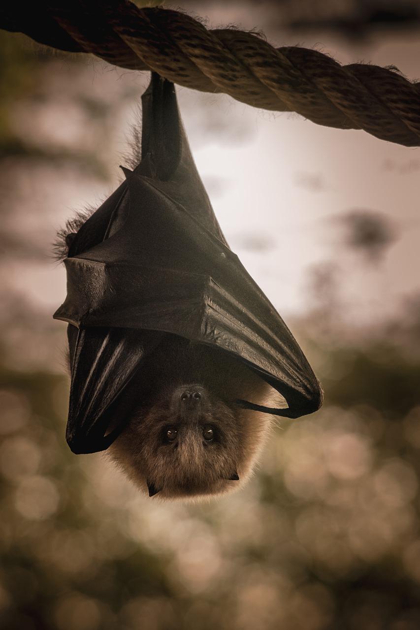 Animal Bat Wallpapers Top Free Animal Bat Backgrounds WallpaperAccess