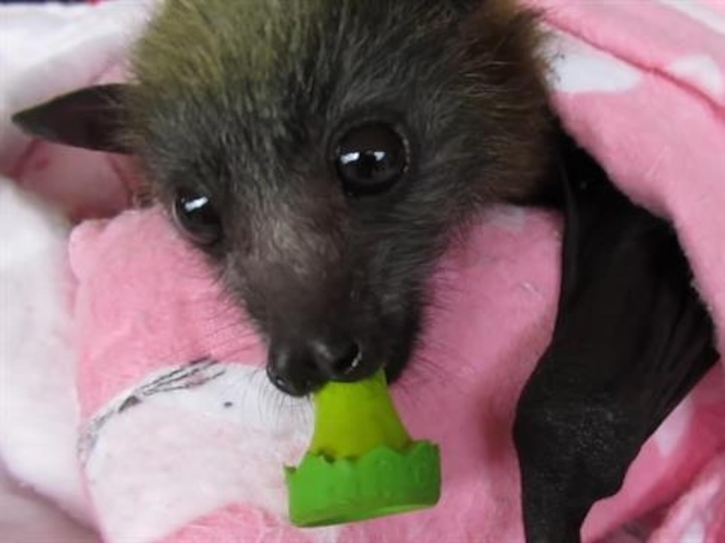 Animal Bat Wallpapers Top Free Animal Bat Backgrounds WallpaperAccess