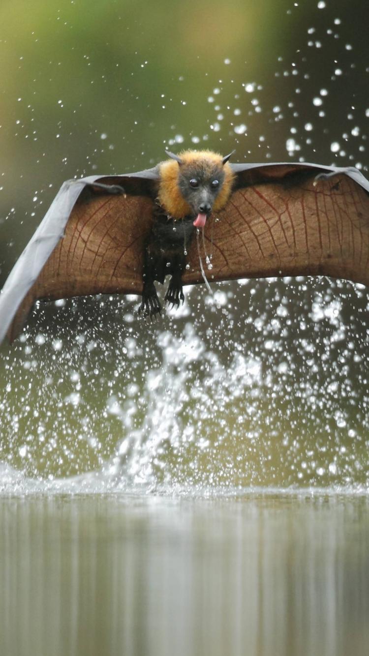 Animal Bat Wallpapers Top Free Animal Bat Backgrounds WallpaperAccess